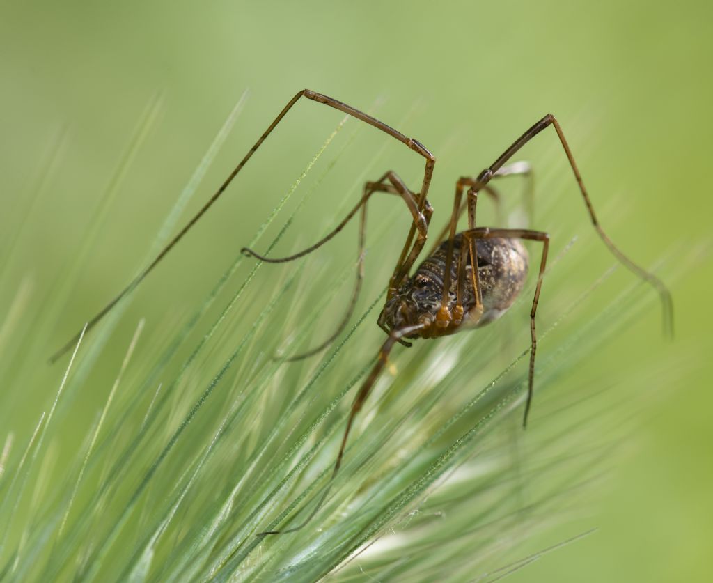 Mitopus morio - Phalangiidae